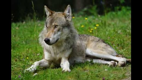 Ce chien joue mieux le mort qu'un acteur!