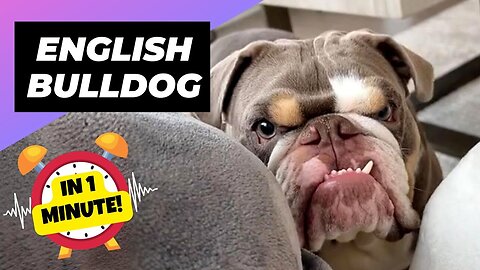 English bulldog! 1 Minutes! The sad truth about them ! 1 Minutes animal facts