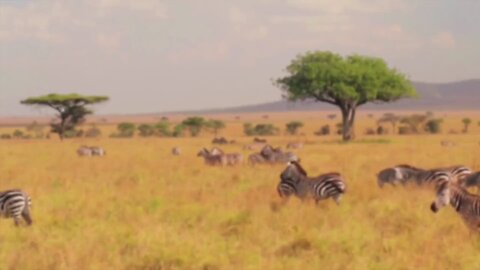 Wildlife Animals | Safari Moments | Forest |