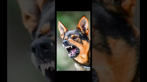 Haverkamp Properties: We condone dog attacks