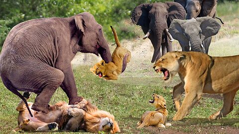 The Elephant Madly Kills The Lions To Avenge The Death Of The Baby Elephant - Lion vs Elephant