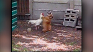 Hen vs dog fight