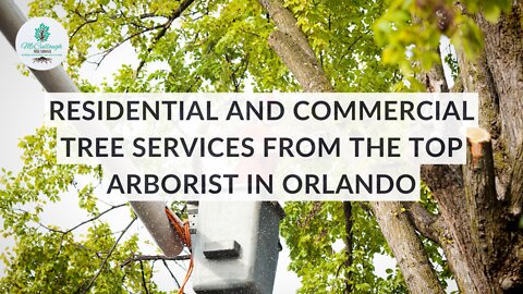 Residential and Commercial Tree Services from the Top Arborist in Orlando