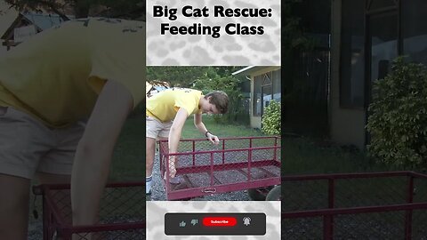 Feeding Class, part 12 of 12 @ Big Cat Rescue