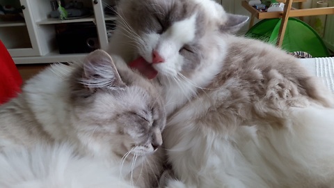 Ragdoll cats lovingly groom each other