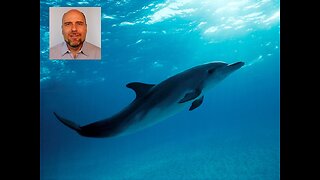 Dolphins- a Reply to Stefan Molyneux