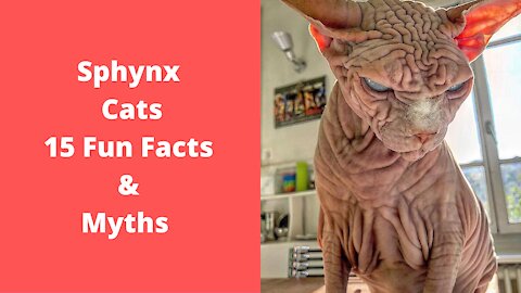 15 Fun Facts about Sphynx Cats
