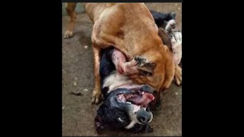 Pitbull attack Dogs - Best Compilation 2021