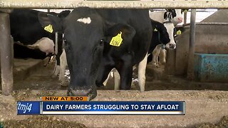 Dairy farmers struggle to stay afloat in Wisconsin