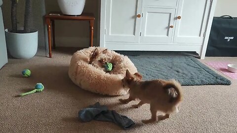 Chihuahua drags her sister and flips her out 😆