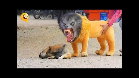 funniest moment of dog 🐕🐶 pranking dog with fake lion