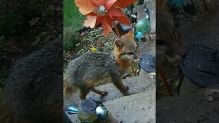 A Lovely Gray Fox Visits #Shorts 😍