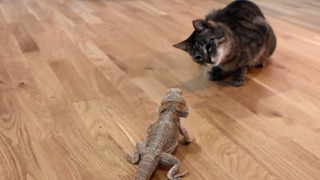 Curious cat meets friendly bearded dragon