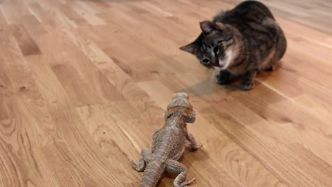 Curious cat meets friendly bearded dragon