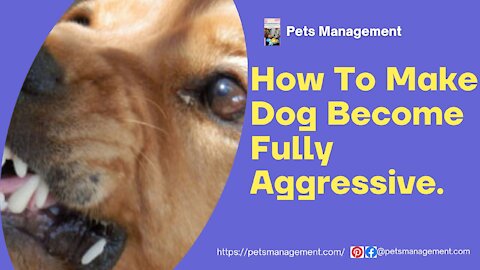 How To Make Dog Become Fully Aggressive With Few Simple Tips