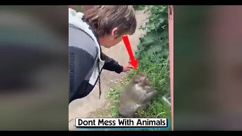 Don't Mess With Animals