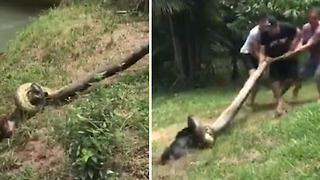 Perrito a punto de ser devorado por una Anaconda recibió la ayuda de su mejor amigo