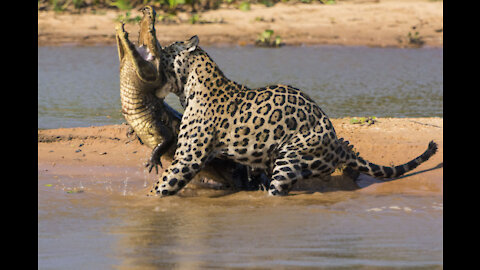 Amazing that jaguar attack on an alligator