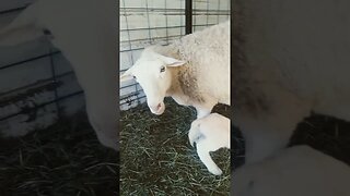 New Lamb Spends Time With Momma Sheep