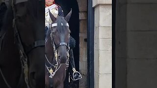 The horse is so sweet #horseguardsparade