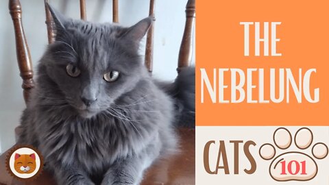 🐱 Cats 101 🐱 NEBELUNG CAT - Top Cat Facts about the NEBELUNG