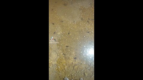 Tadpoles