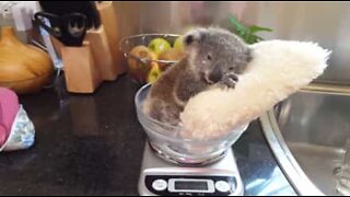 Suloinen koala halailee tyynyä samalla kun se punnitaan