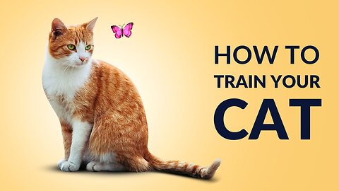 Tips for beginner|HOW TO TRAIN CATS|-First-Time Cat Owner