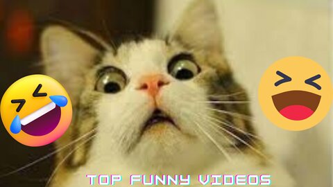 #shorts #babydog #cat Top Funny Dogs Compilation! 🐕 Most Viral DOGS 2022 on the internet! 🥰