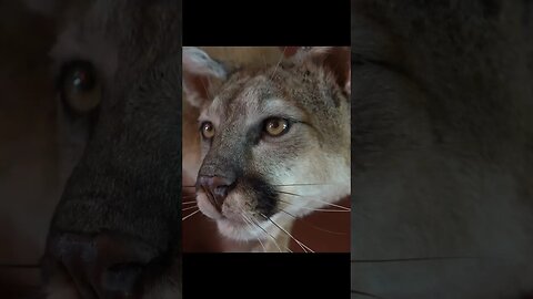 Mountain Lion Taxidermy by Old Barn Taxidermy #taxidermy #mountainlion