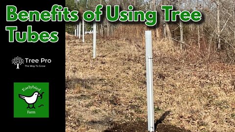 Benefits of Using Tree Protection Tubes | Planting Dunstan Chestnut Trees