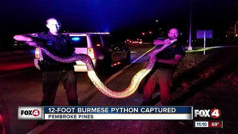 12-Foot Burmese Python Captured