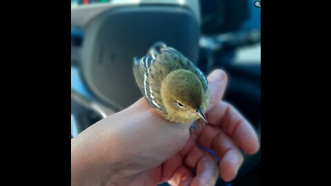 tweety aka the pine warbler was released to shade of hope sancuary