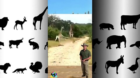 Felino é atropelado por Girafa - kkkkk #animals #savage #selva #girafas #felinos #africa #bears