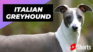 Italian Greyhound 🐶 One Of Laziest Dog Breeds In The World #shorts