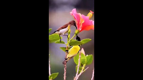 beautiful birds and nature