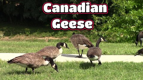 The Geese Are On The Sidewalk! 🐦