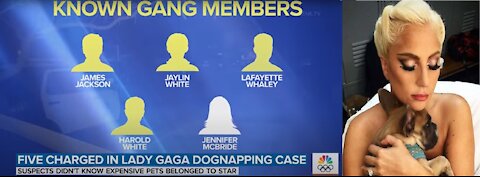 Lady Gaga Dognappers Don't Fill Mainstream Media Narrative, So They Hide Them for The Narrative