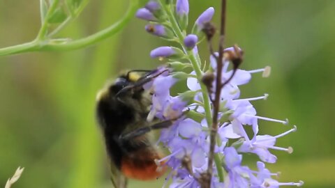 Bumblebee at work