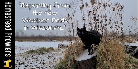 The Cat Weather Report for Wisconsin ~ Saturday, November 27, 2021