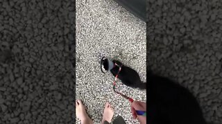 Little kitty walking on a leash (cat raised by dog)