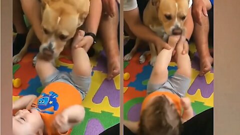 Dog Attacks child, with all his caress.