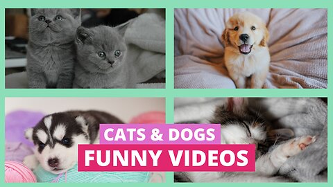 Cat and Dog Funny Video Compilation | Best Funny Animal Videos 2024 | #funnyanimals #dogs #cats