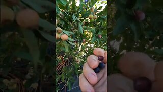 Blueberries in the South