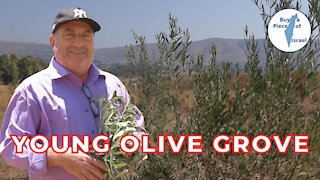 Young Olive Grove