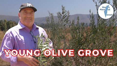 Young Olive Grove