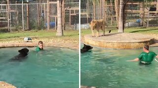 Guy casually goes swimming with a bear & lion