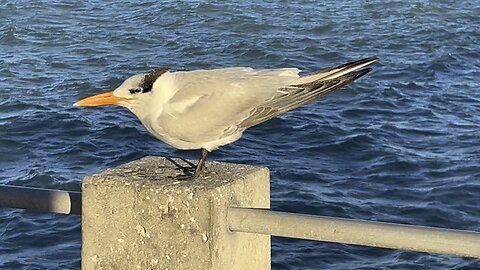 Royal Tern at Fort De Soto 12024