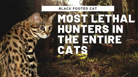 Get To Know The World's Deadliest Cat