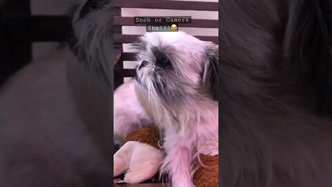 Is She Camera Shy or just a Snob Shih Tzu Dog?